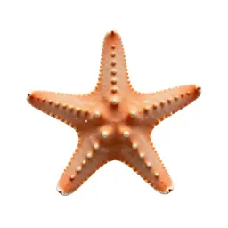 Brittle star