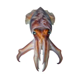 Cuttlefish changing colour