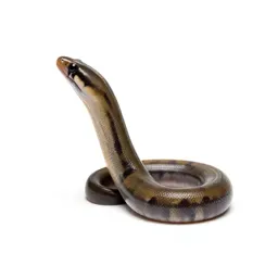 Garden eel