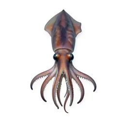 Giant squid