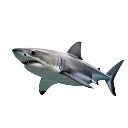 Great white shark