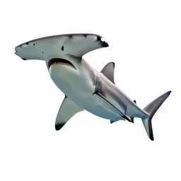 Hammerhead shark