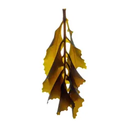 Kelp holdfast