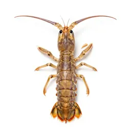 Mantis shrimp