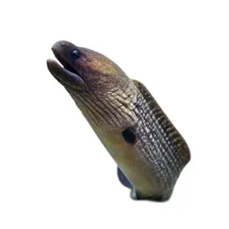 Moray eel