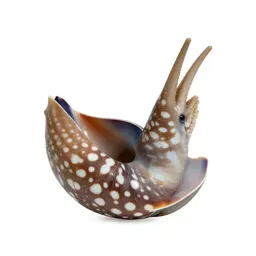 Nautilus
