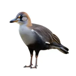 Regal tang