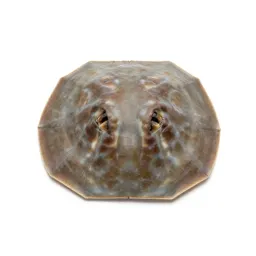 Sand dollar burrowing