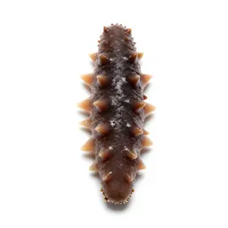Sea cucumber