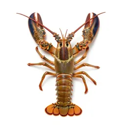 Spiny lobster