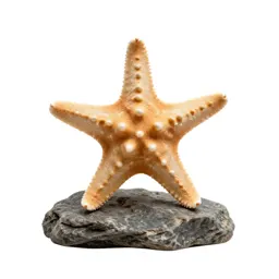 Starfish on rock