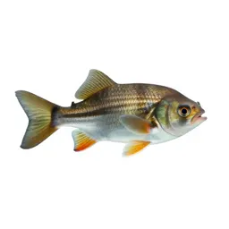 Sunfish