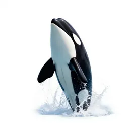 Orca breaching