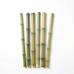 Bamboo grove