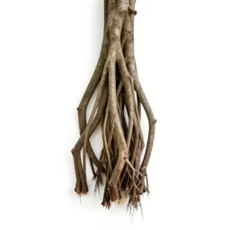 Banyan with aerial roots