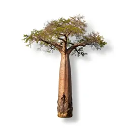 Baobab