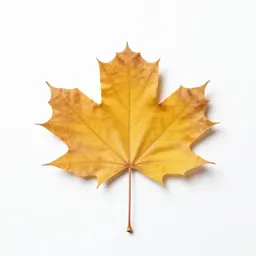 Beech in autumn