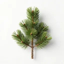 Bristlecone pine
