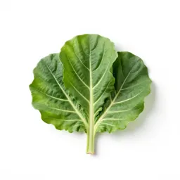 Cabbage tree