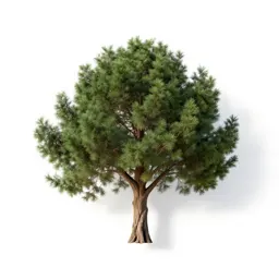 Cedar of Lebanon