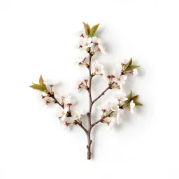 Cherry tree in blossom