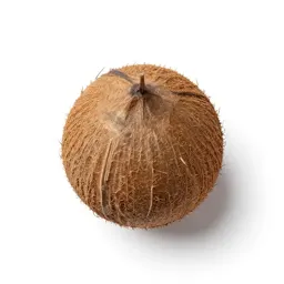 Coconut palm