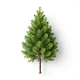 Cypress