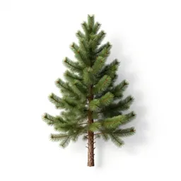 Douglas fir