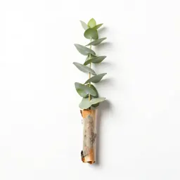 Eucalyptus with peeling bark