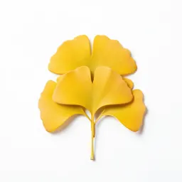 Gingko in autumn