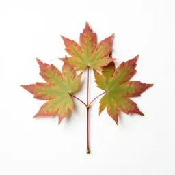 Japanese maple