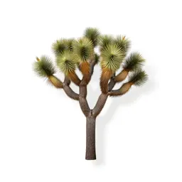 Joshua tree
