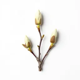 Magnolia tree in bud