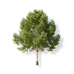 Paperbark tree