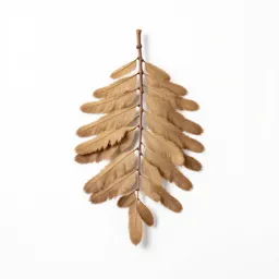 Silver beech