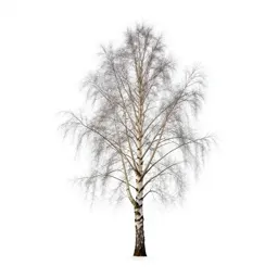 Silver birch stand