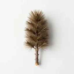 Totara