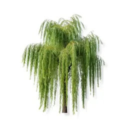 Weeping willow
