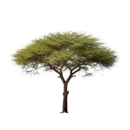 Acacia on savannah