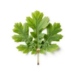 English oak in full leaf