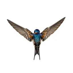 Barn swallow in flight