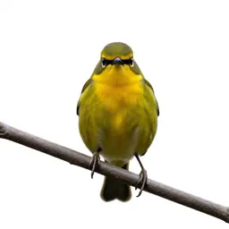 Bellbird on a branch