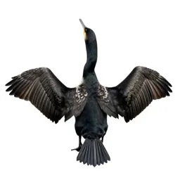 Cormorant drying its wings