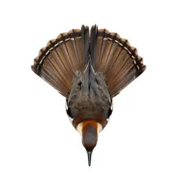 Fantail with its tail spread