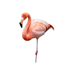Flamingo on one leg