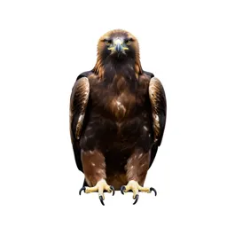 Golden eagle perched