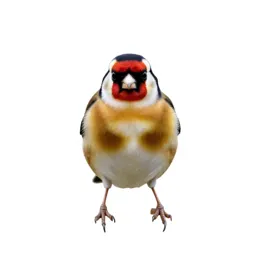 Goldfinch