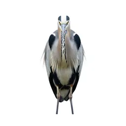 Heron standing still