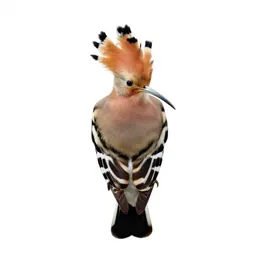 Hoopoe with its crest raised