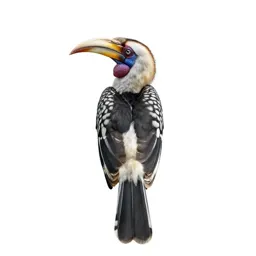 Hornbill